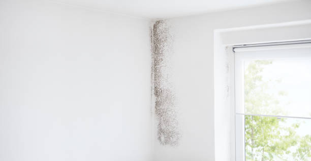 Best Industrial Mold Remediation  in St Stephens, NC